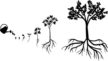 Black silhouette of Life cycle of plum tree isolated on white background. Plant growing from seed to plum tree with ripe fruits and root system