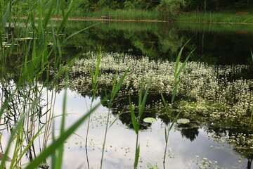 reeds in the water