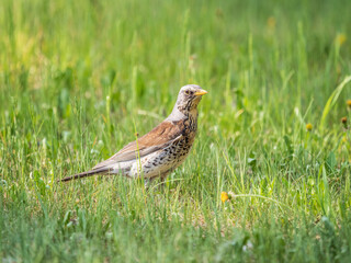 Wood bird Fieldfare, Turdus pilaris, on a sprng lawn.