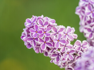 Pink Blooming Lilac Flowers in spring with blured background