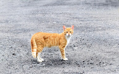 red cat on the road. 