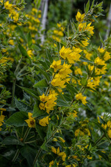 yellow flowers of Lysimachia punctata plant in a garden