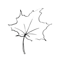 Naklejka premium Maple leaf. Isolated vector. Hand drawn, ink