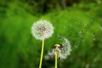Beautiful flower dandelion in landscape background