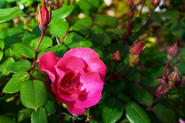 A beautiful blooming rose bud on a blurred dark green leafy background.