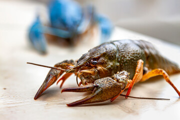 Alive Crayfish or Lobster on a white background outdoor summer family party picnic in the park....