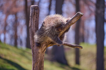Cute porcupine itching in a tree branch

critter
cute
mammal
nature
no people
outdoors
outside
porcupine
prickly
quill
rodent
wild animal
wildlife