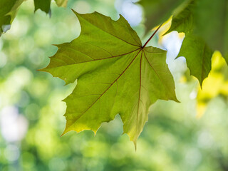 Spring branches of maple tree with fresh green leaves