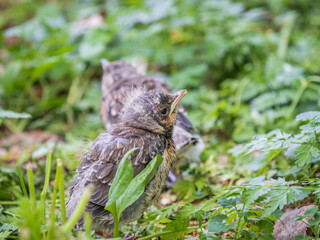 A fieldfare chick, Turdus pilaris, has left the nest and sitting on the spring lawn. A fieldfare chick sits on the ground and waits for food from its parents.