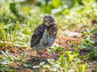 A fieldfare chick, Turdus pilaris, has left the nest and sitting on the spring lawn. A fieldfare...