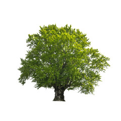 Green tree isolated on white background. Large old beech tree with lush green leaves