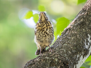 A fieldfare chick, Turdus pilaris, has left the nest and is sitting on a branch. A chick of...