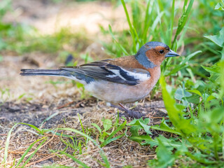 Common chaffinch, Fringilla coelebs, sits on the ground in spring. Common chaffinch in wildlife.