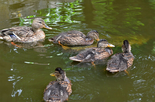  Mother duck mallard  and ducklings enjoy swimming in the park pond. Wild birds outdoors photo. 