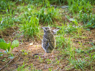 A Redwing chick, Turdus iliacus,, has left the nest and sitting on the spring lawn. A Redwing chick, a bird in the thrush family, sits on the ground and waits for food from its parents.