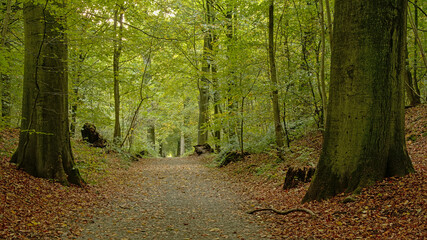 Sonian forest in autumn, Brussels, Belgium