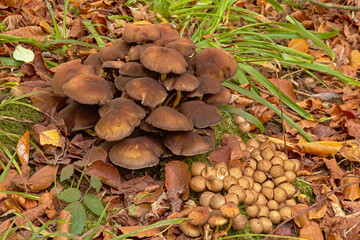 Brown Psathyrella piluliformis mushrooms , green grass and autumn leafs on the forest floo