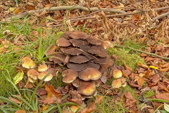  Brown Psathyrella piluliformis mushrooms , green grass and autumn leafs on the forest floo