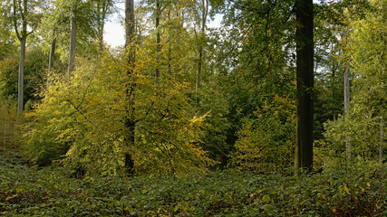 Fototapeta na wymiar Sonian forest in autu;n, Brussels, Belgium