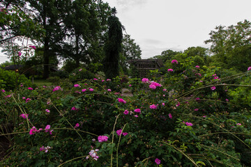 Obraz premium Park of Roses, Columbus, Ohio