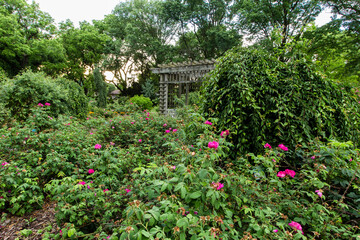 Fototapeta premium Park of Roses, Columbus, Ohio