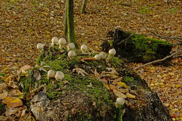 Onion-stalk parasol mushrooms in the forest, selective focus - Leucocoprinus cepistipes 