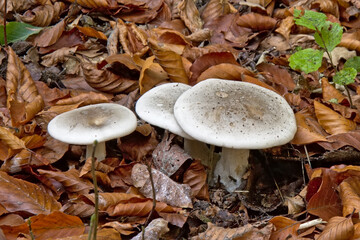 white leucopax mushrooms and brown autumn leeaves on the forest floor, view from above - Leucopaxillus giganteus