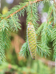 Young spruce cone with cured resin on a sunny morning in the forest. Copy space. Vertical image.