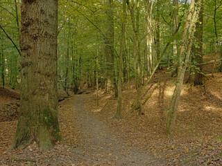 Hiking trail thorugh Sonian primeval beech forest in Brussels, Belgium
