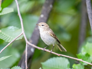 Common chiffchaff, lat. phylloscopus collybita, sitting on branch of bush in spring and looking for food