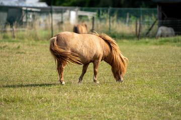 Naklejka na ściany i meble Little brown shetland pony standing in a field on a sunny day. Shetland pony baby. Shetland pony with mother.