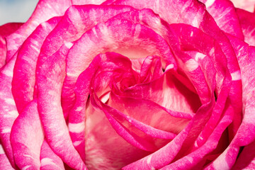 Closeup of a pink rose bud. Background opened rosebud. Rose bud with pink petals. Extreme close-up of a rose flower. Abstract beautiful bright floral background