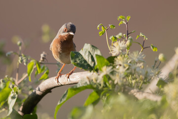 Subalpine Warbler male (Sylvia cantillans) in spring.
