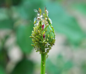Aphids (macrosiphum rosae) on a rose
