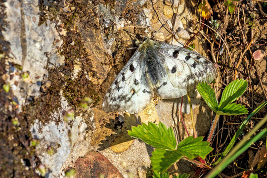 Roter Apollo - Apollofalter (Parnassius apollo) - Schmetterling
