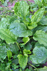 In nature, the plantain is large (Plantago major, Plantago borysthenica) is grows among grasses