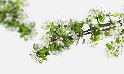 Obraz premium cherry bloom branch, spring concept