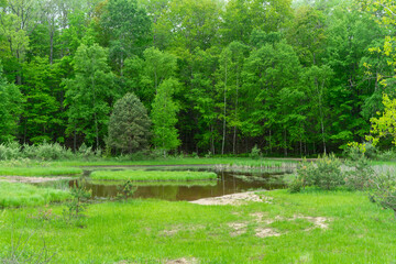 forest pond