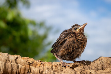 Juvenile Amsel (Turdus merula)