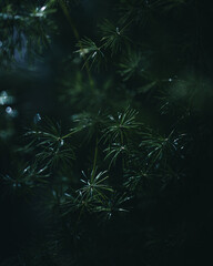 Fototapeta na wymiar forest in the night sky