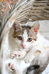 Fototapeta na wymiar Turkish stray kitten. Homeless kitten. Istanbul Turkey, 
