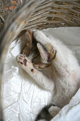 Turkish stray kitten. Homeless kitten. Istanbul Turkey,	
