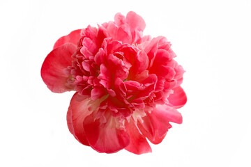 Red peony flower isolated on white background