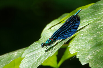 Damselfly and his shadow on a leaf of sycamore.