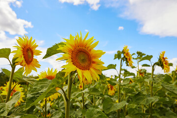 sunflower close-up on the field of an agricultural company