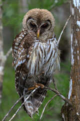 Owl in the woods