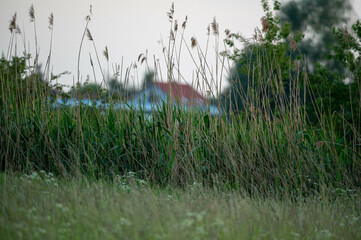 FLOWER,TREE,PLANTS,ANIMALS, LANDSCAPE, insect