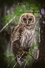 Owl in the woods