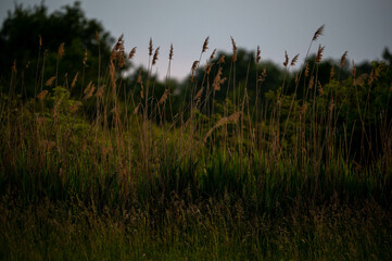FLOWER,TREE,PLANTS,ANIMALS, LANDSCAPE, insect