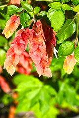 Flowers of Justicia brandegeeana in full blooming